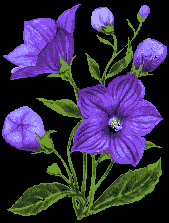 purpleflowers.gif